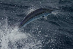 Beautiful Blue Marlin 