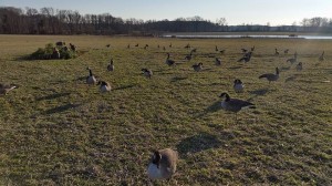 MDGoose
