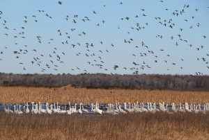 Pintails!