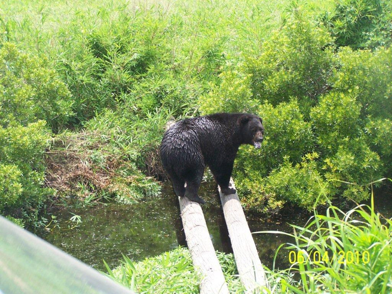 bear-crossing-matt