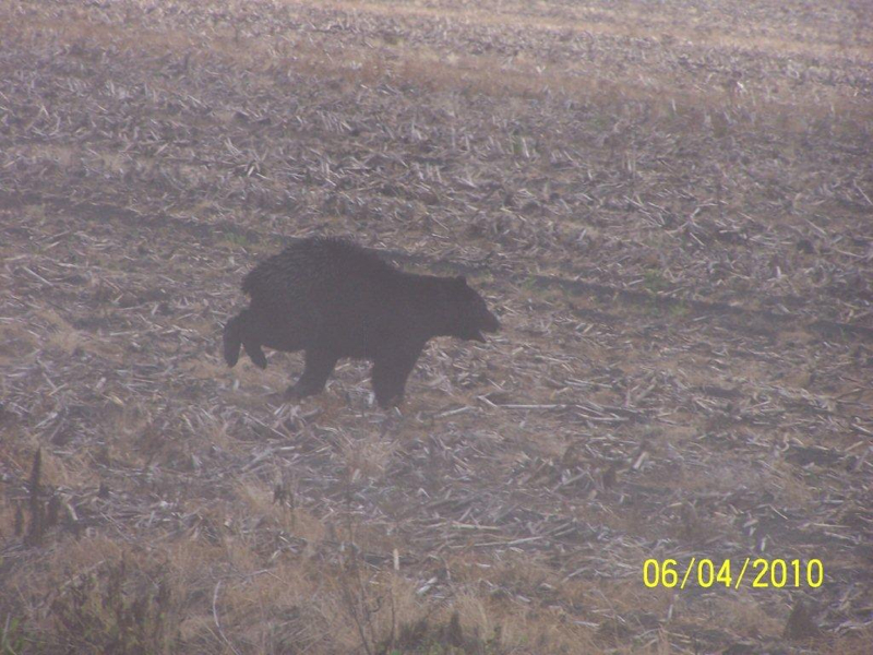 bear-running-matt