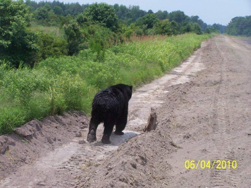 big-paw-bear-matt