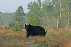 best bear hunting trips